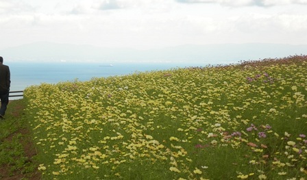 あわじ花さじき2010秋21.JPG