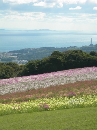 あわじ花さじき2010秋31.JPG