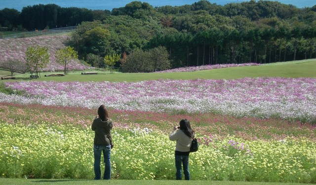 あわじ花さじき2010秋33-1.JPG