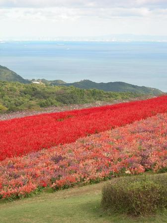 あわじ花さじき2010秋34-2.JPG