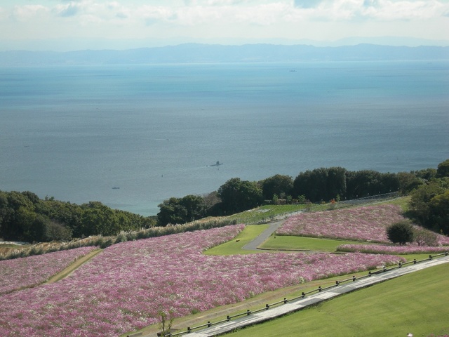 あわじ花さじき2010秋35-1.JPG