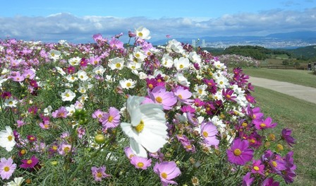 あわじ花さじき2010秋36.JPG