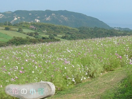 あわじ花さじき5.jpg