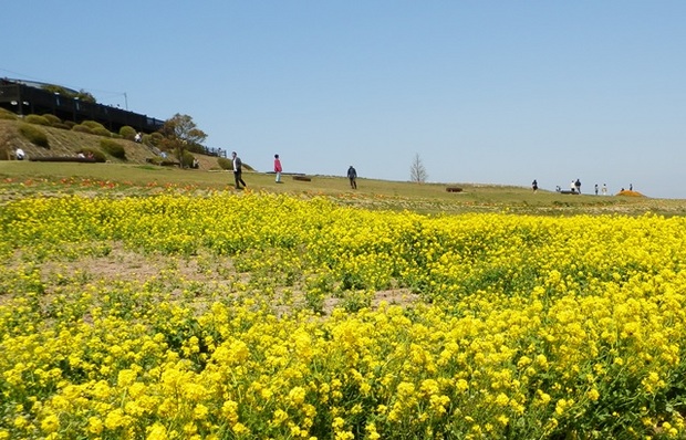 あわじ花さじき7.jpg