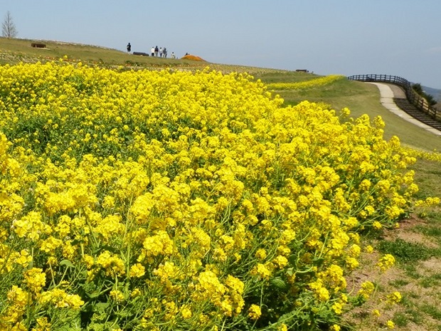 あわじ花さじき8.jpg