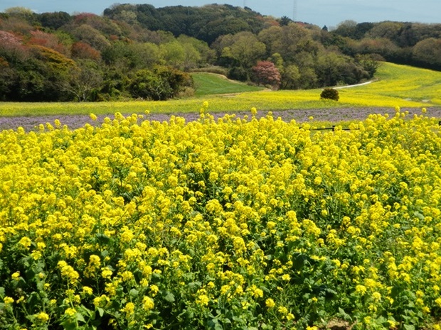 あわじ花さじき9.jpg