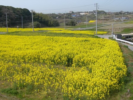 五色町都志菜の花畑