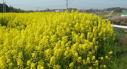 五色町都志菜の花畑