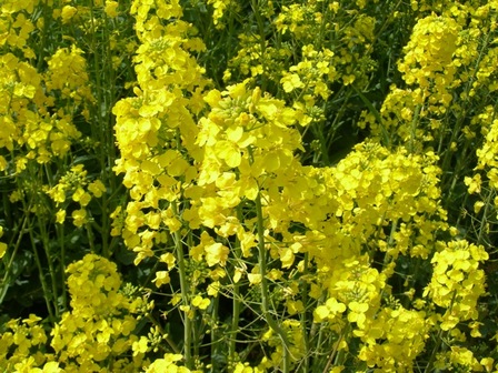 五色町都志菜の花畑