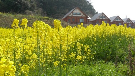 五色町都志菜の花畑