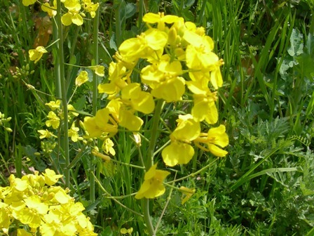 五色町都志菜の花畑