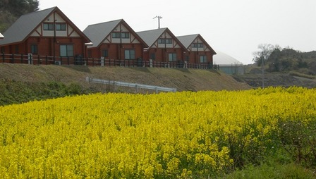 五色町都志菜の花畑