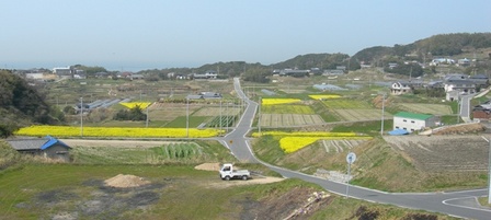 五色町都志菜の花畑