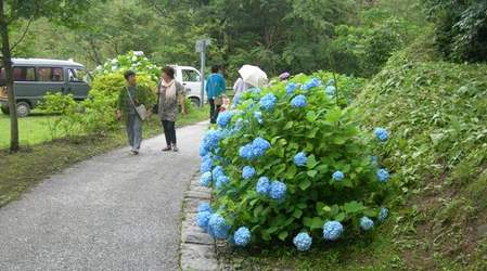 淡路島公園アジサイの谷14.JPG