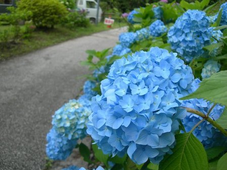 淡路島公園アジサイの谷15.JPG