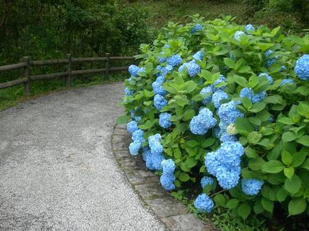 淡路島公園アジサイの谷3.JPG