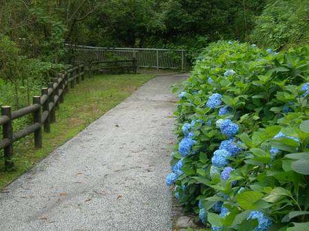 淡路島公園アジサイの谷4.JPG