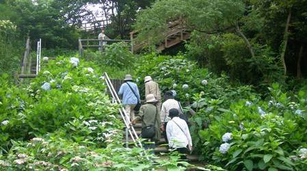 淡路島公園アジサイの谷8.JPG