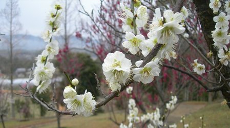 淡路香りの公園　梅林22.JPG