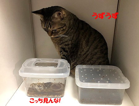 溺愛猫的女人館