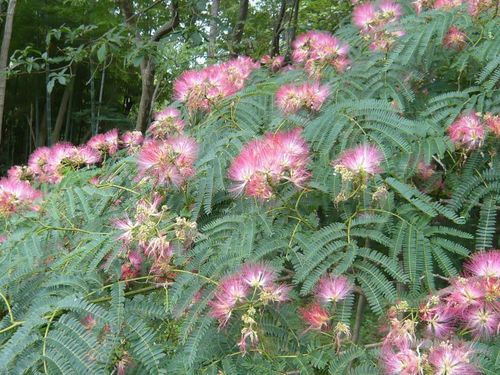 ネムノキの花