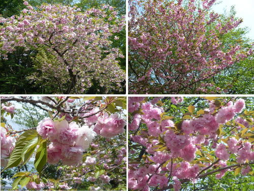 八重桜