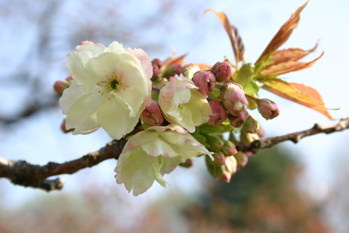 090411-C.jpg