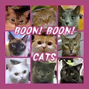 boon!boon!cats_125-125.png