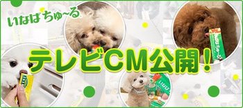 いなば「犬用ちゅ〜る」の初テレビCM「2018年 冬・TVCMモデル」にむぎが採用されました