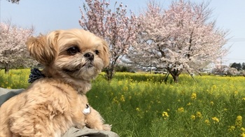 ソメイヨシノと菜の花のコラボレーションを楽しみました