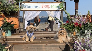 「Marine Dog Party」のフォトスポットで記念撮影a