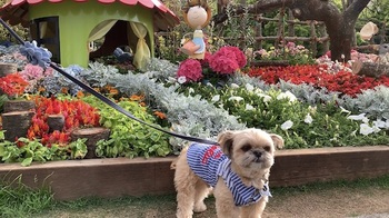 GW中に山下公園で開催された「よこはま花と緑のスプリングフェア」に行きました