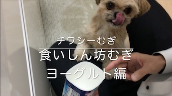 ミックス犬 チワシーむぎ 「食いしん坊むぎ ヨーグルト編」