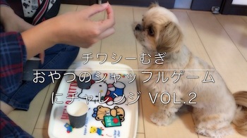 ミックス犬 チワシーむぎ 「おやつのシャッフルゲームにチャレンジ Vol.2」