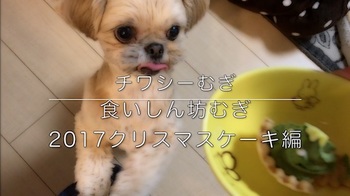 ミックス犬 チワシーむぎ 「食いしん坊むぎ 2017クリスマスケーキ編」