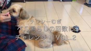 ミックス犬 チワシーむぎ 「ベル鳴らしにチャレンジ Vol.2」