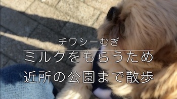 チワシーむぎ 「ミルクをもらうため近所の公園まで散歩」