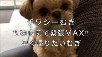 チワシーむぎ「動物病院で緊張MAX!!早く帰りたいむぎ」