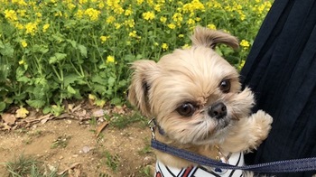 津久井湖城山公園でわんこに会って抱っこをおねだり