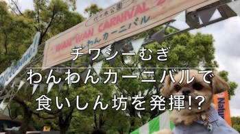 チワシーむぎ「わんわんカーニバルで食いしん坊を発揮！？」