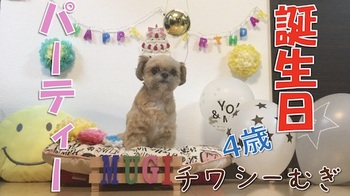 チワシーむぎ「むぎ4歳の誕生日パーティー」