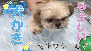 チワシーむぎ「もしかしてカナヅチ!?むぎの優しい犬かき」