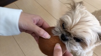 犬用ホットケーキをフライングして「ぱくっ」するむぎ