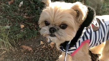 チワシーむぎ「くん活散歩中に警戒して吠える子犬【おさんぽクンクン】」