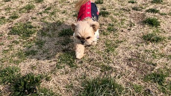 飼い主に向かって走ってくるむぎの表情に癒されました