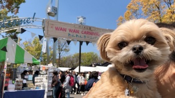 チワシーむぎ「【犬イベント】わんわんカーニバル2019 代々木公園」