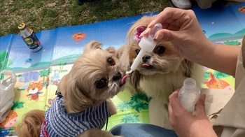 チワシーむぎ「【かわいい】スポイトでミルクを飲む子犬」