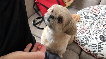 順番を決めてもいずれも大好きな食べ物なので完食