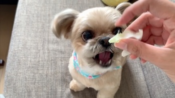 チワシーむぎ「【ASMR】草食犬! シャキシャキレタスの咀嚼音」