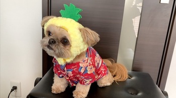 チワシーむぎ「【コーデ紹介】子犬の夏服！季節先取りアロハ」